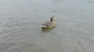 Утка радиоуправляемая кряква ( УРК-1 ) - запуск на озеро