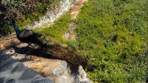 Павлины Север Израиля