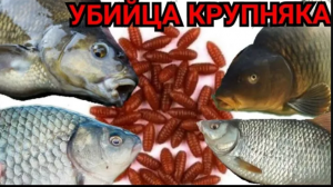 Многие Выкидывают Эту Наживку, а ЗРЯ! НАЖИВКА ДЛЯ ЛОВЛИ КРУПНОЙ РЫБЫ!