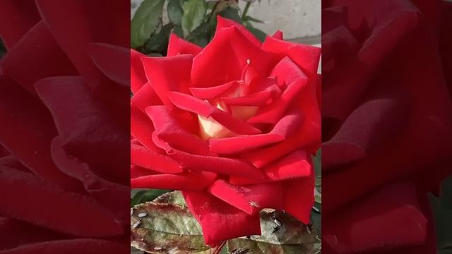 осень . Октябрь 2021 обзор осенних крокусов,сентябринок и последнее цветение роз смотреть онлайн