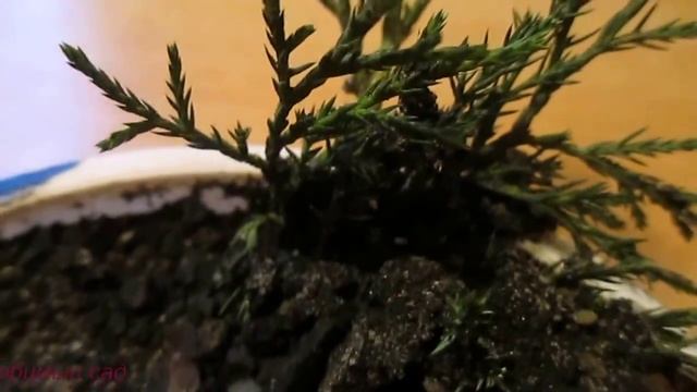 Размножение #можжевельника. Укоренение черенков #можжевельника в грунт  Часть 1