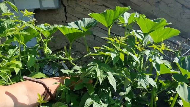 ТЫКВА НА КОМПОСТНОЙ КУЧЕ. ЧАСТЬ 2 смотреть онлайн