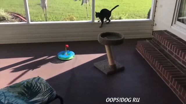 Я РЖАЛ ЦЕЛЫЙ ЧАС😹КОШКИ 2022 ЛУЧШИЕ ПРИКОЛЫ/ СМЕШНЫЕ ЖИВОТНЫЕ ЗА ВЕСЬ МАЙ 2022😹