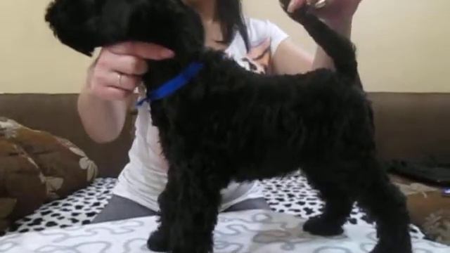 Щенки Керри-Блю-Терьер ! смотреть онлайн