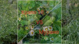 Мурано и Крапо 10 | Кто лучше?