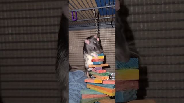 Dionysus the climber.#rats #pets #animals #petvideos #animalvideos #climber #pettoys #fun