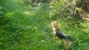 Нагонка русских гончих, взял одну молодую выжловку