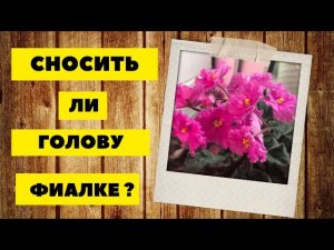 Снести ли голову фиалке? Реанимируем пересохшие листы. Отрезаем макушку.