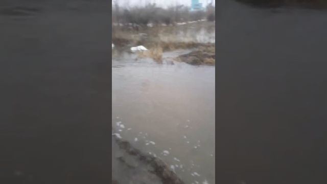 Текстильшик 1 дачи вода идет больше и больше