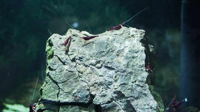 Жизнь моего аквариума с креветками Кардинал смотреть онлайн