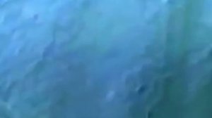 Кит пускает огромный воздушный пузырь под водой