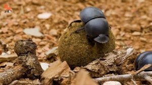 БИТВА за КАКАШКУ. Сражение ЖУКОВ-НАВОЗНИКОВ.