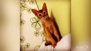 Как приучить кошку спать по ночам