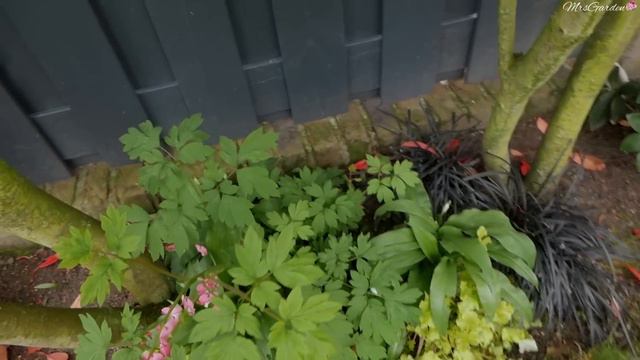 Spacer po ogrodzie  Robi się kolorowo TULIPANY i inne kwiaty  Straty po zimie  MrsGarden