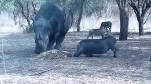 НОСОРОГ В ДЕЛЕ / Носорог против львов, слона, человека, автомобиля, буйвола