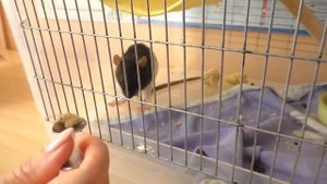 ЧТО СЛУЧИЛОСЬ С КРЫСОЙ ЛАРИСОЙ? / СПАСАЕМ КРЫСУ / Alisa Easy Pets