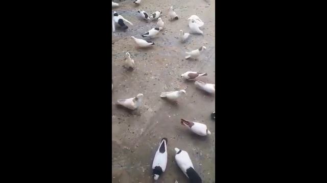 РЕДКАЯ ,НЕОБЫЧНАЯ МАСТЬ ГОЛУБЕЙ !!! #pigeons##Tauben##աղավնիներ##göyərçinlər##көгершіндер#