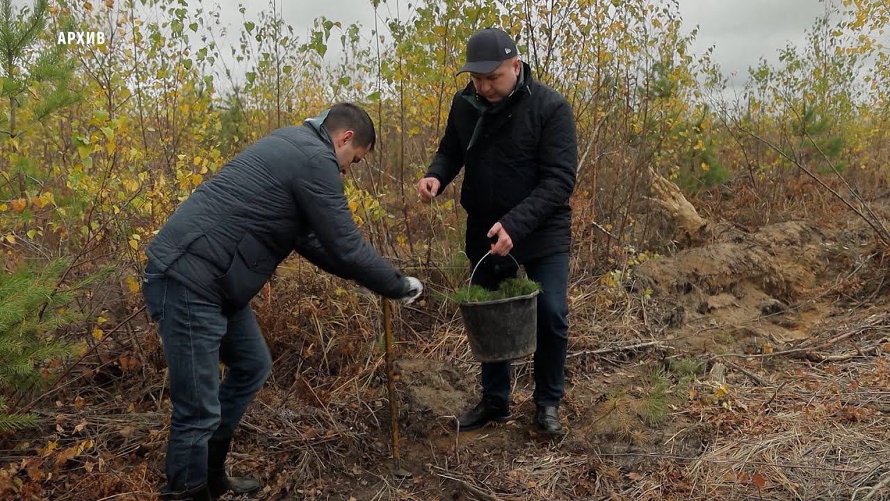 С начала года в Чувашии посадили более 150 тысяч деревьев и кустарников