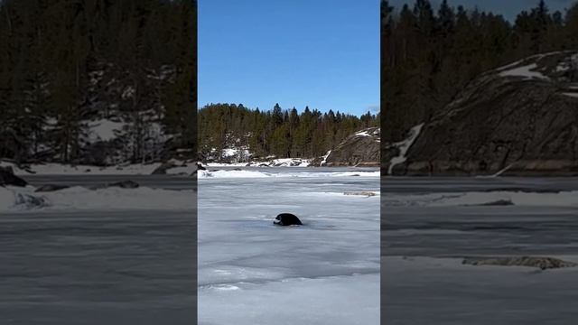 Нерпа в Ладожских шхерах