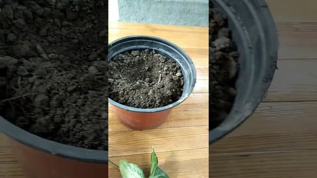 Как вырастить цветок "Сингониум ножколистный"(день1) смотреть онлайн