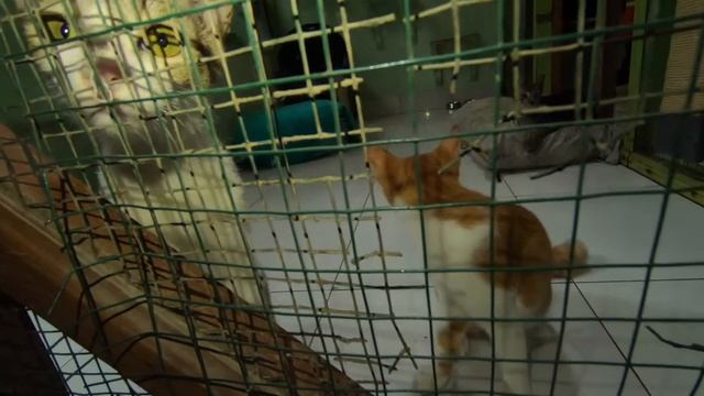 Как выживают коты на Бали. Villa Kitty. Собаку сбила машина. смотреть онлайн