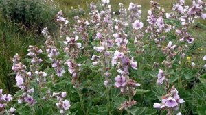 Как вылечить гиперактивность мочевого пузыря и цистит (воспаление мочевого) народными средствами