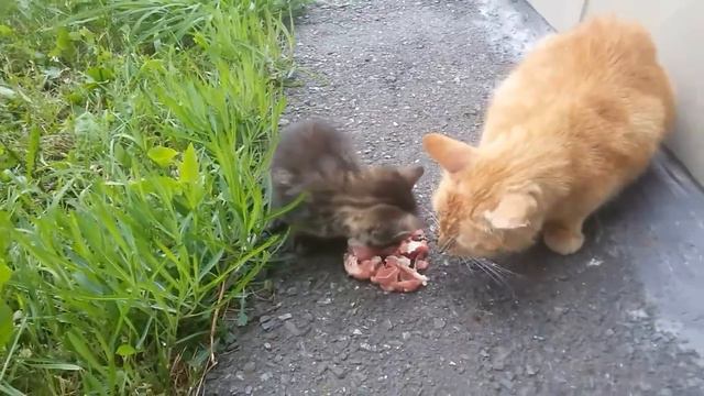 ПОМОЩЬ БЕЗДОМНЫМ ЖИВОТНЫМ смотреть онлайн