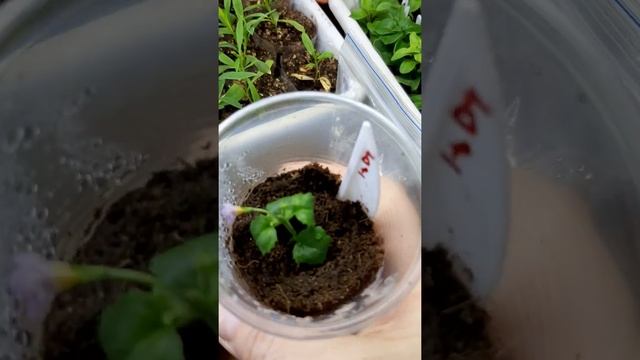 очень быстрое укоренение черенков петунии и бакопы ????? смотреть онлайн