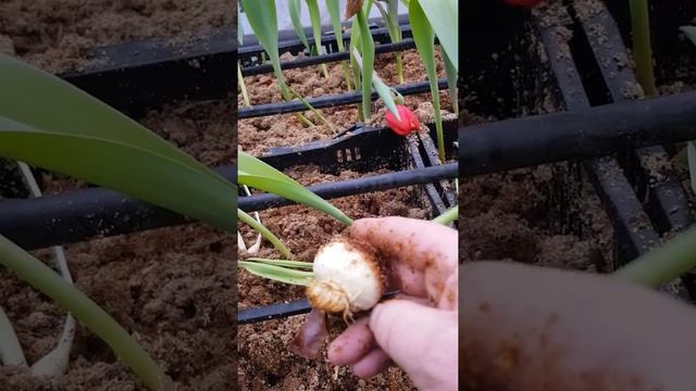 Выгонка тюльпанов. Топинг, причины. смотреть онлайн