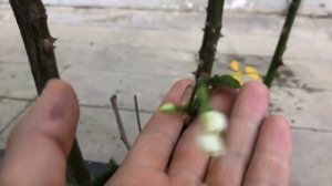 Как вырастить нарцисс из семян часть 3