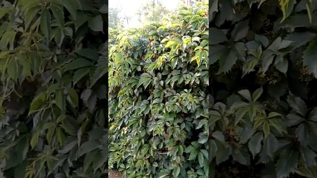 Девичий виноград ?, посадка, уход, размножение
