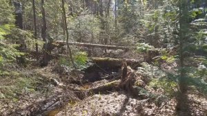 Собираем полевой хвощ и молодые листья сныти. / Collect field horsetail and young leaves aegopodium