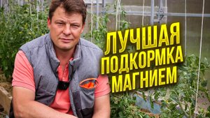 хлороз или магниевое голодание растений эта подкормка поможет всегда