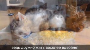 Озвучка клипа А-ну-ка давай-ка! Ютуб не откроет комменты ..