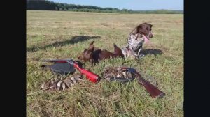 ОХОТА на ПЕРЕПЕЛА с ЛЕГАВЫМИ СОБАКАМИ. Синхронная работа КУРЦХААРОВ. Рецепт приготовления перепела!