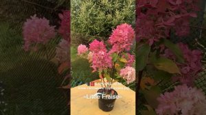 Гортензия метельчатая Литл Фрайз Hydrangea paniculata Little Fraise или Литл Фреско