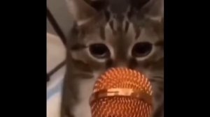 РАША РАША ДЕРЖАВА НАША РАША РАША АМЕРИКА ПАР***