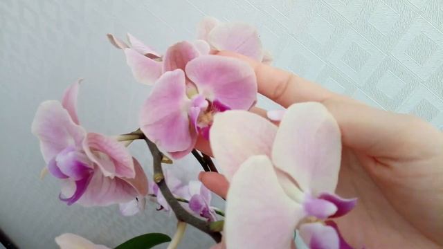 Орхидеи Уборка на кухонном подоконнике закончилась съемкой смотреть онлайн