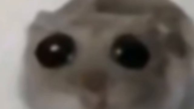 хомяк