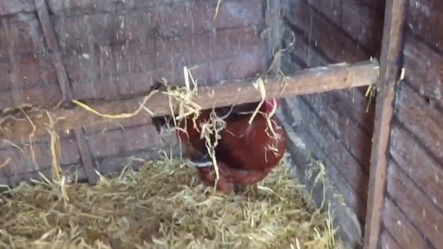 3/4/16 The first video of 2016 смотреть онлайн