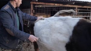 Как живут коренные казахи в Казахстанских аулах. Жизнь в деревнях Казахского юга