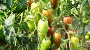 One of the most delicious cherry tomatoes! Candy Sweet Icicle