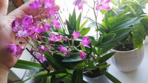 Моя новиночка дендробиум Берри ода (Dendrobium Berry Oda)