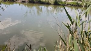 Бешеный Клев Сазана (Один за Одним) - Рыбалка в Дагестане