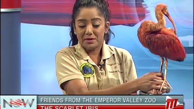 NOW - Friends From the Emperor Valley Zoo, Scarlet Ibis смотреть онлайн