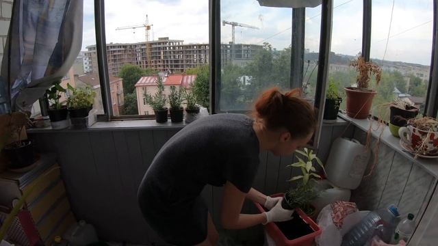 Засадили лаванду в горшок. смотреть онлайн