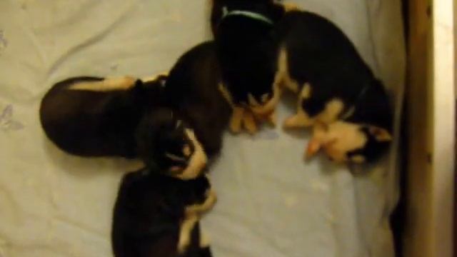 как спят щенки смотреть онлайн