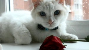 ? Лучшая песня про кота. Тимка