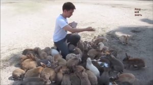 Австралия.  Интересные факты о стране-континенте