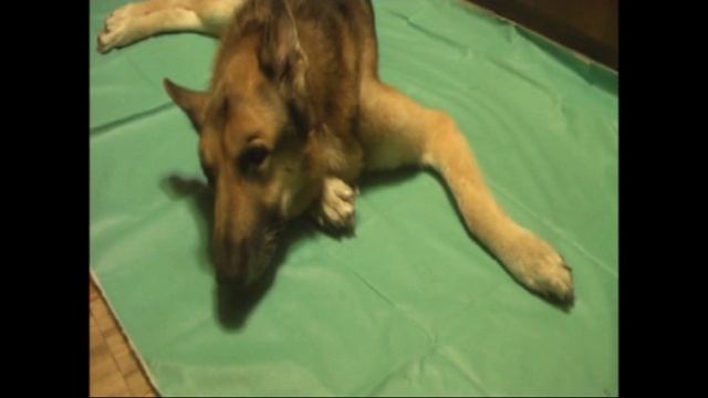 РЭКС УМИРАЕТ смотреть онлайн